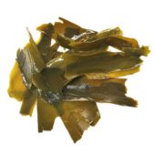 Alga Wakame sencera